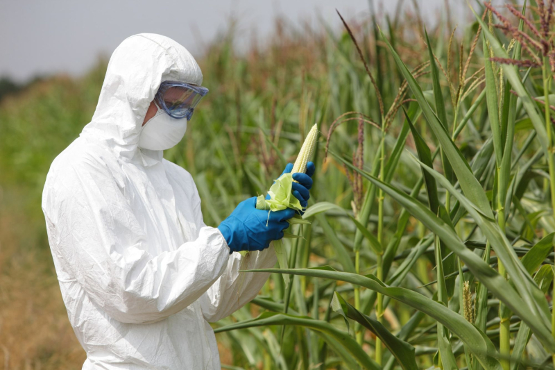 Мифы и реальность: всё о ГМО