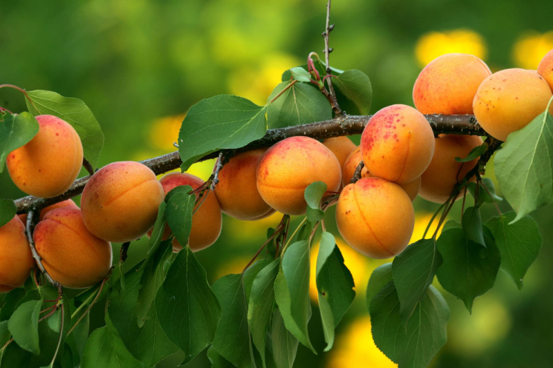 Абрикосовый рай: что нужно знать о солнечном фрукте