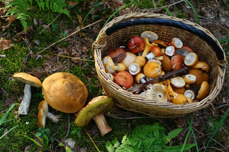Из леса на стол: собираем грибы с пользой для здоровья