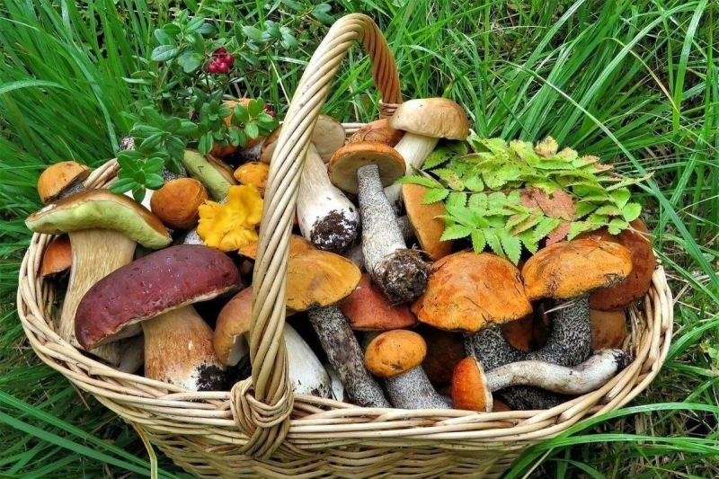 Из леса на стол: собираем грибы с пользой для здоровья